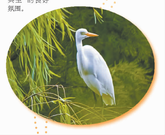 海门，“神秘访客”越来越多啦3.png