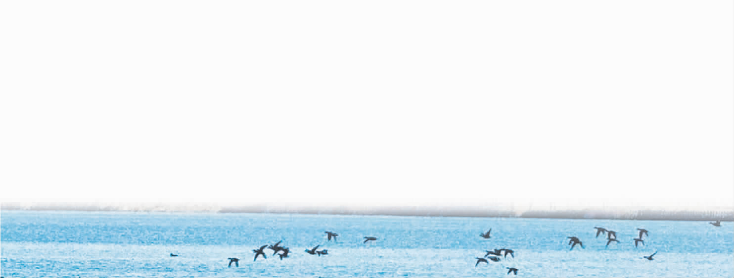 海门，“神秘访客”越来越多啦5.png