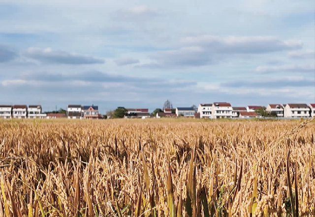 汤西村高标准农田基本覆盖.png 汤西村高标准农田基本覆盖.png