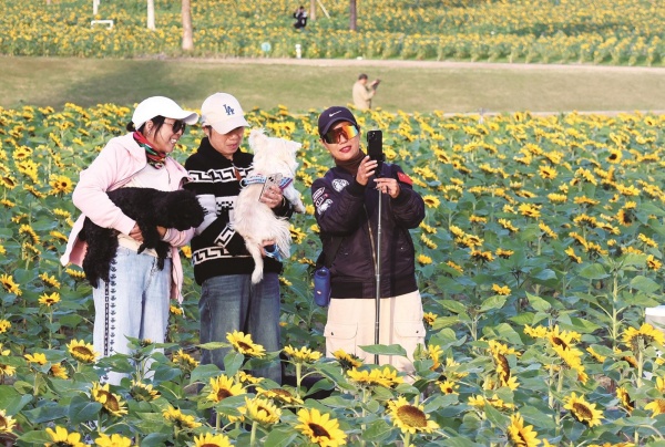 江风花海绘就通城秋日新画卷.jpg 江风花海绘就通城秋日新画卷.jpg