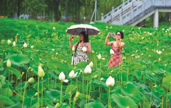 荷花_副本.jpg